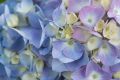 Blue hydrangea (Dwight Sipler).jpg