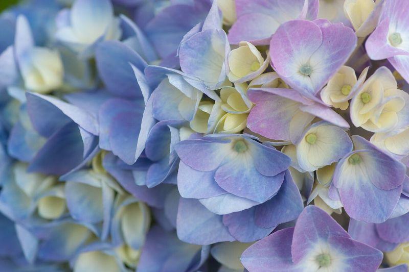 File:Blue hydrangea (Dwight Sipler).jpg