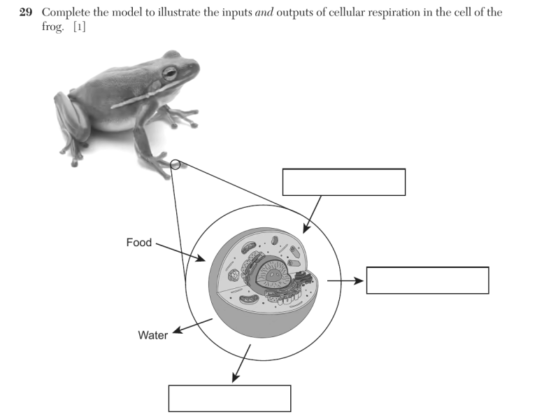 File:Biology Au26 29.png