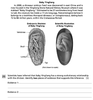 Evolutionary relationships 3.png
