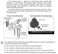 Quaking aspen 2.png