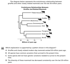 Giraffe adaptations and population changes 2.png