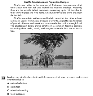Giraffe adaptations and population changes 1.png
