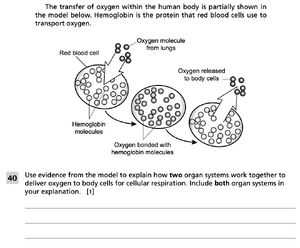 Respiration 2.png