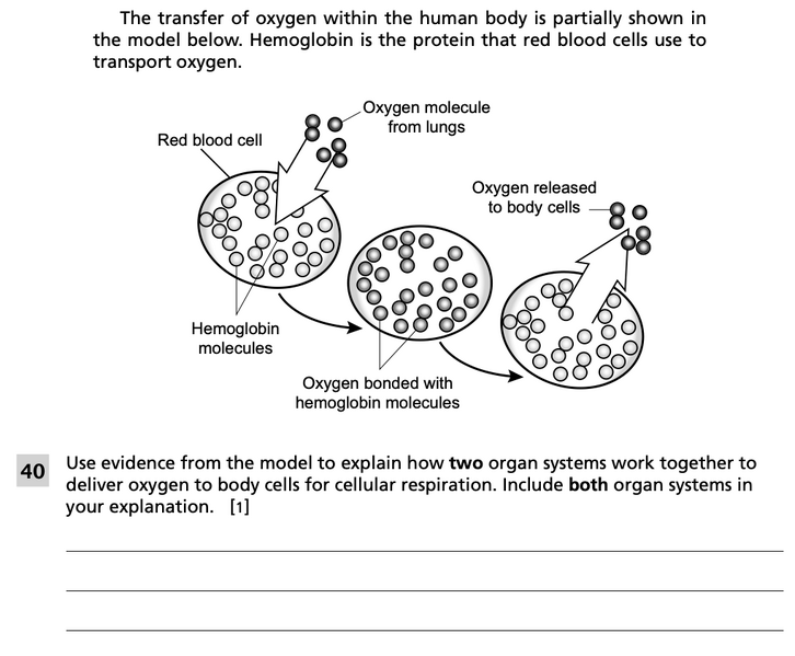 File:Respiration 2.png