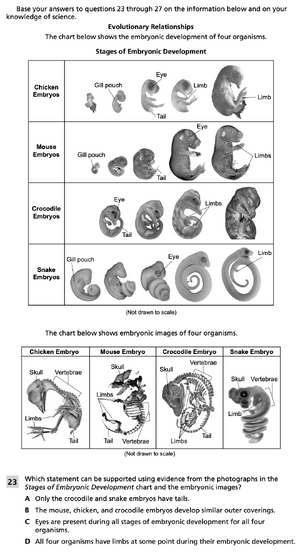 Evolutionary relationships 1.png