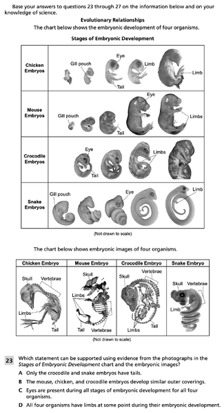 File:Evolutionary relationships 1.png