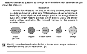 Respiration 1.png