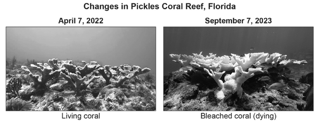 Changes in Pickles Coral Reef Florida.png