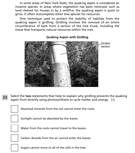 File:Quaking aspen 4.png